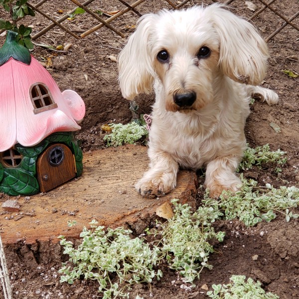 Mr. Murray Mini Doxie In The Mini Garden