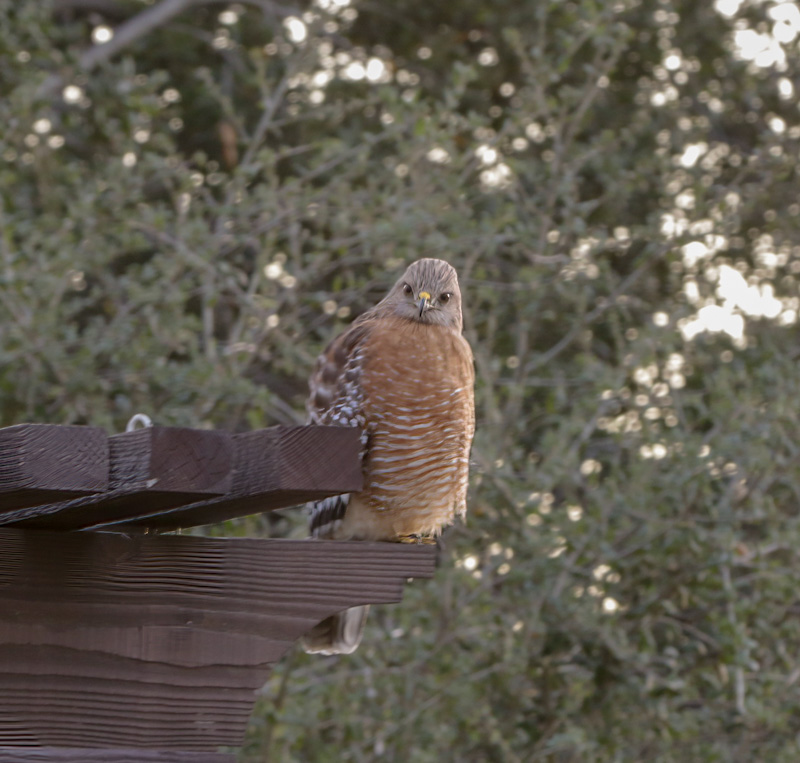 ~A Fine Feathered&nbsp;Friend~
