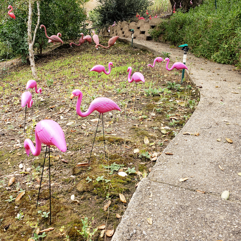 Flamingo Hill in Sheckyville is booming.