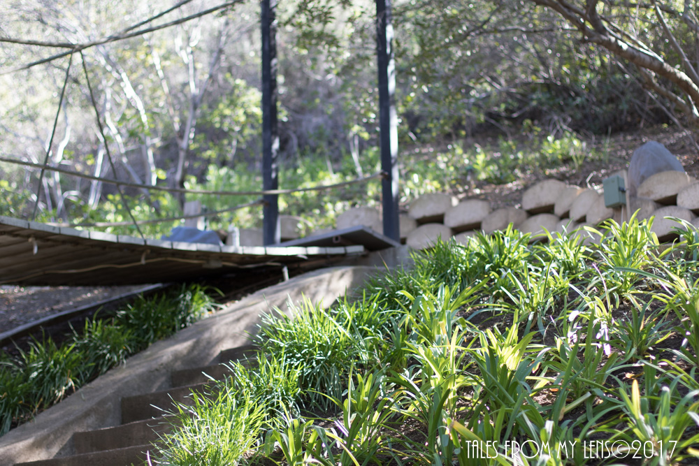 agapanthushill1-1-of-1