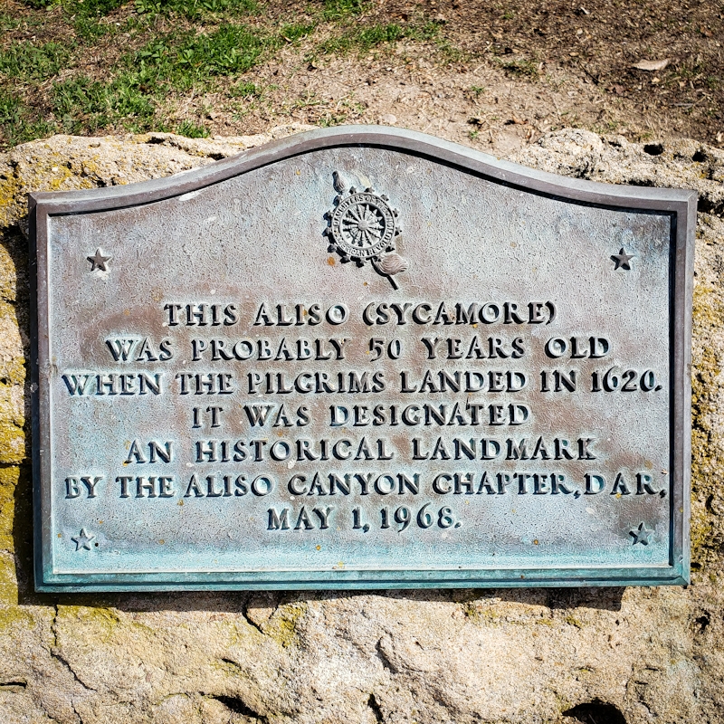 ~The Sycamore Bench~