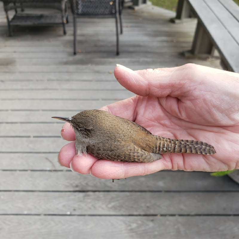 ~Wordless Wednesday~