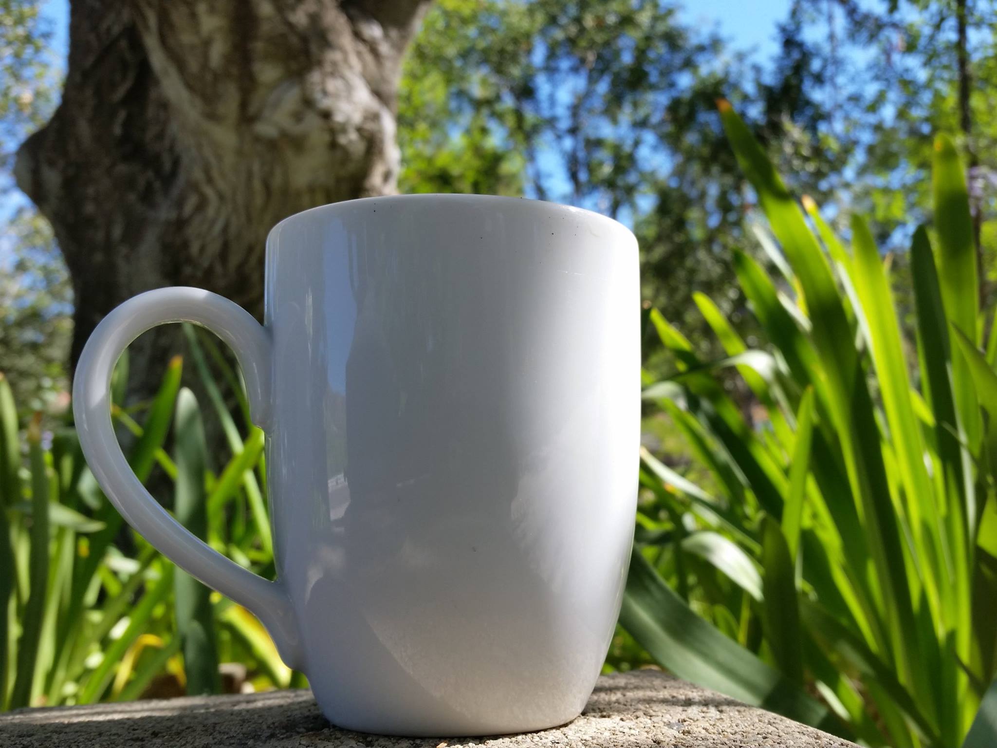 13724998_10206810869215577_8467590189062394359_o