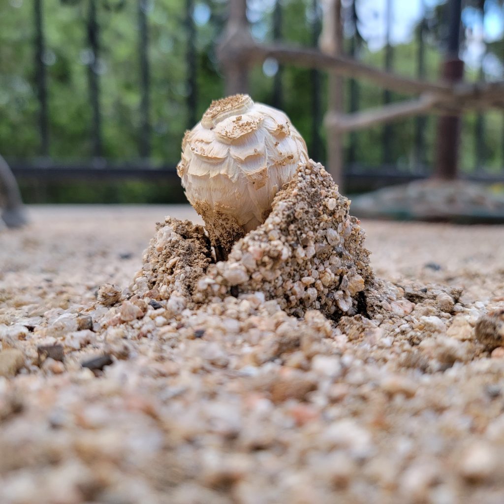 ~Puffballs Are Shaggy~
