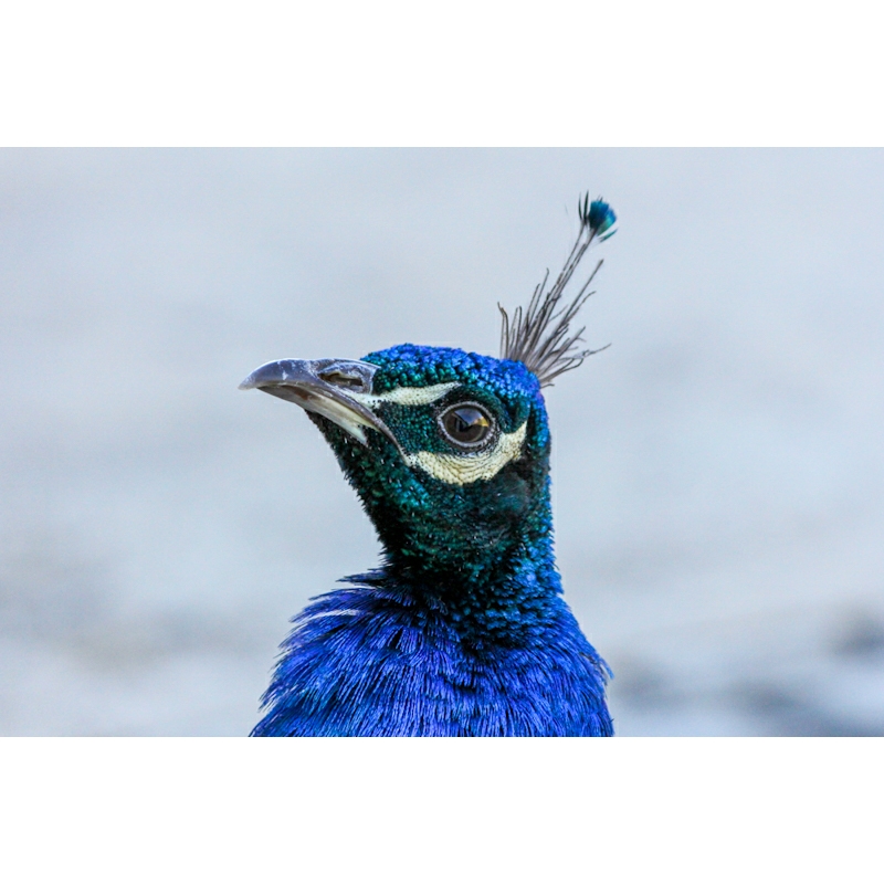 ~A Sheckyville Visit~