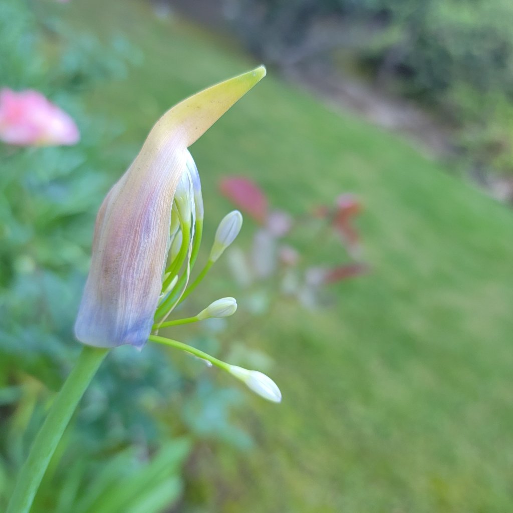 ~Agapanthus In Bloom~