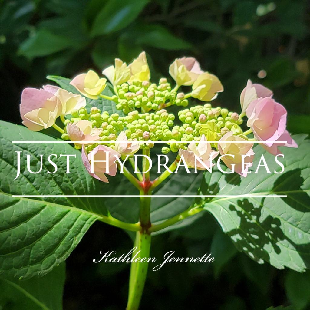 Hydrangeas