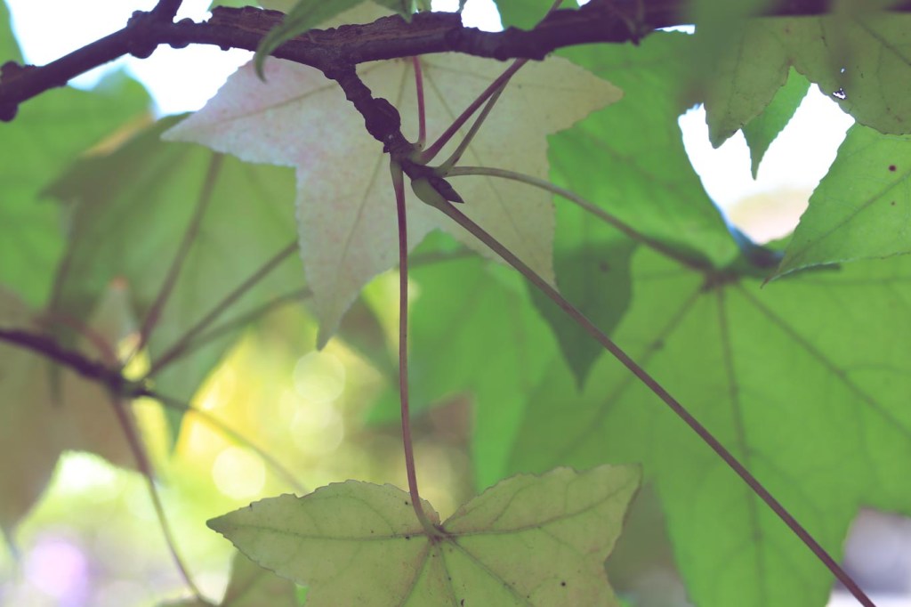 ~Nature Interrupted~